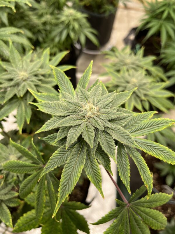 Terp Tea Bloom and Bloom Booster The Dude Grows Show