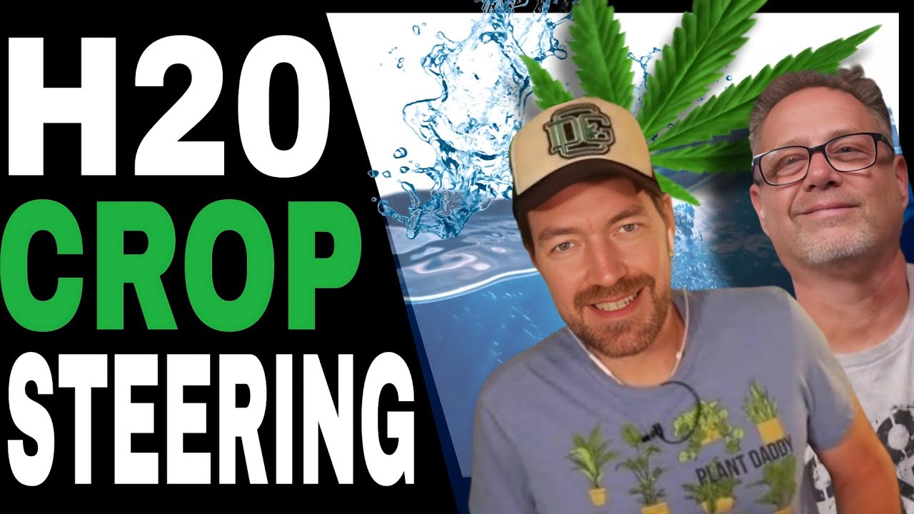 Watering & Crop Steering Techniques for Cannabis Plan