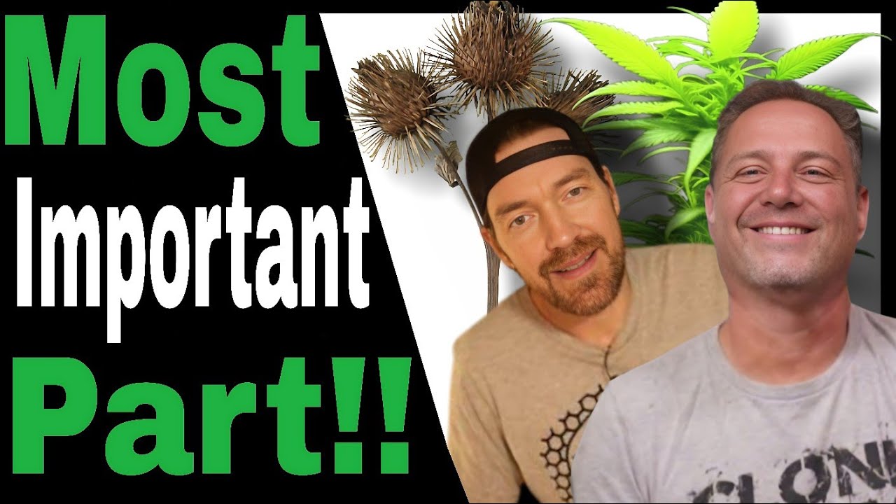 Managing Temperature and Humidity for Optimal Cannabis Growth