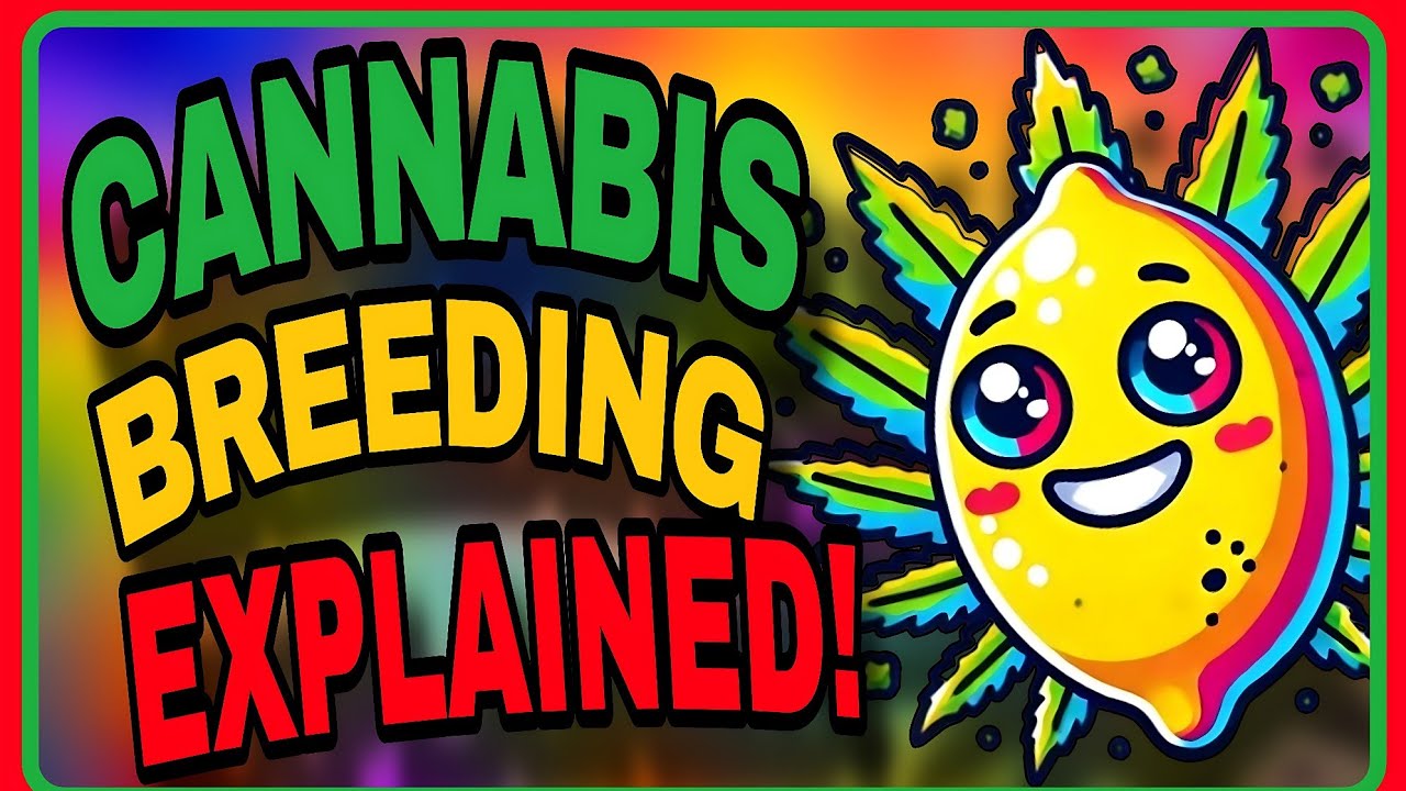 Quest For The Best: Cannabis Strain Expert Lemonhoko