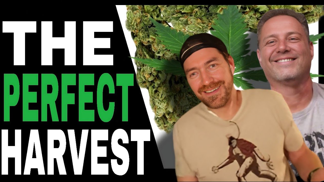 Harvest Cannabis Like THIS for Maximum Potency and Flavor