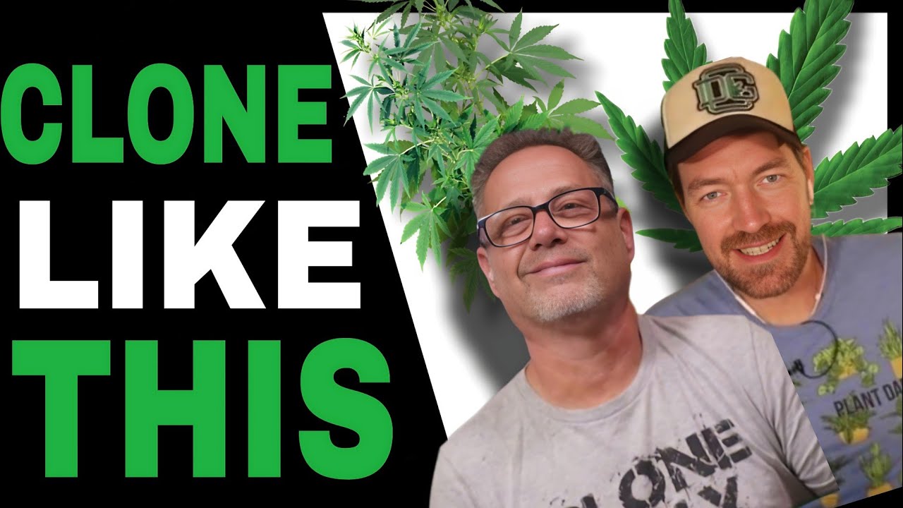 Don’t Clone Cannabis Plants Until You Know THESE Pro Grower’s Tips