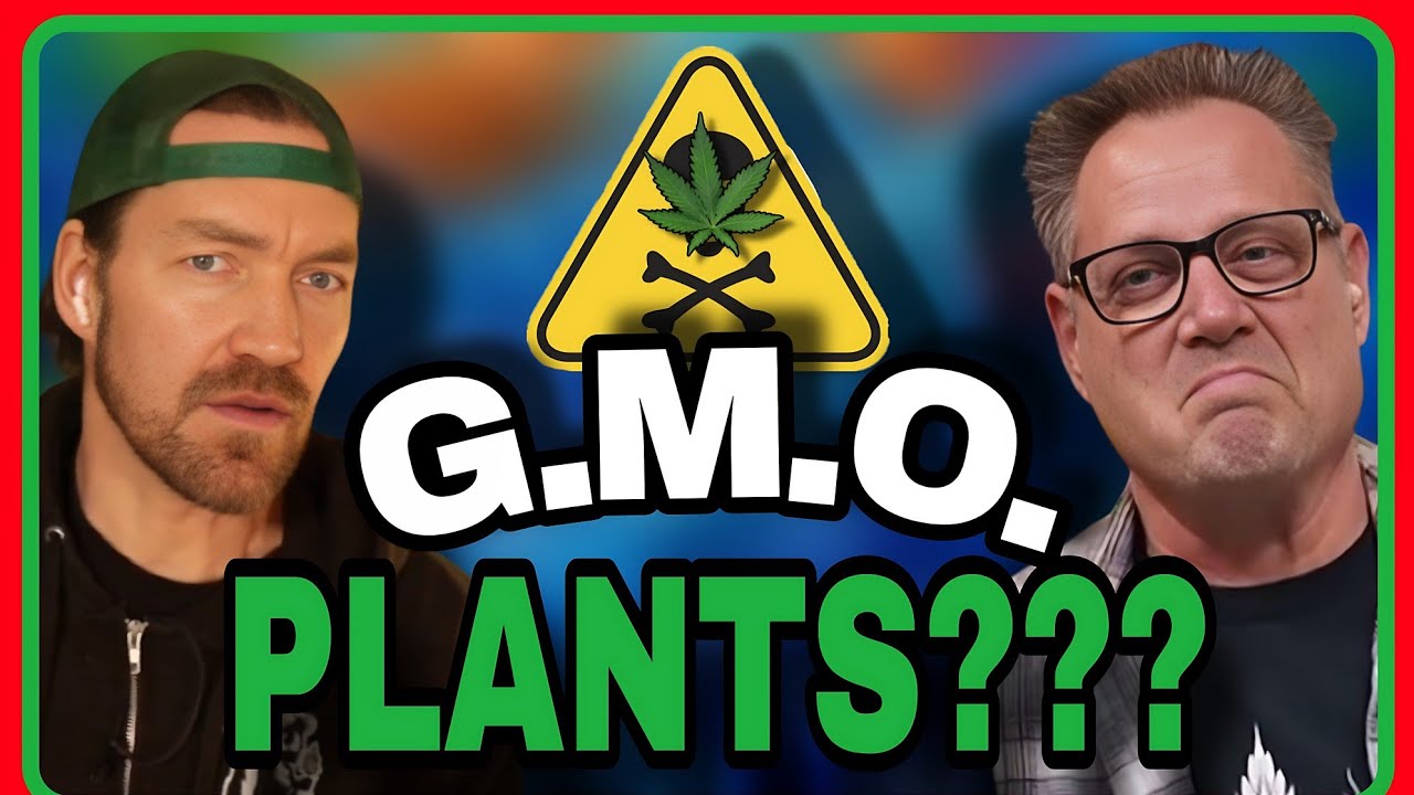 Cannabis Growers Playing God with Their Strains – Are We Going Too Far?