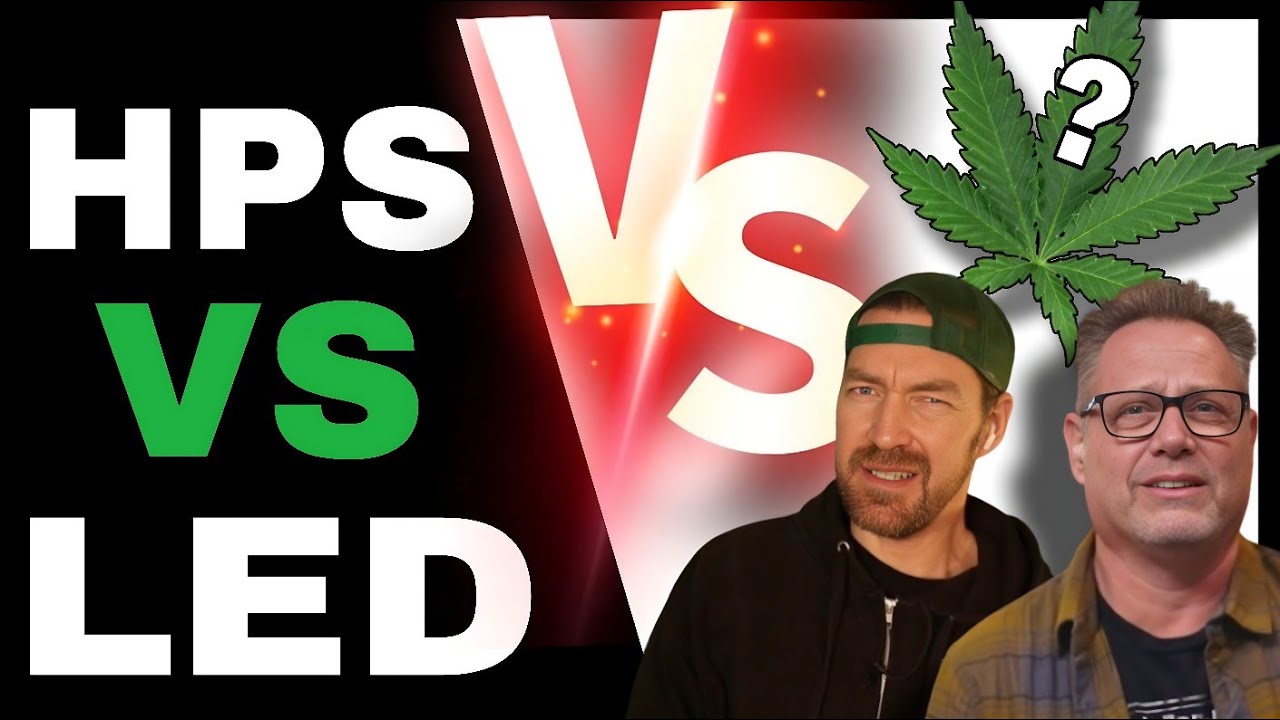 Shocking Reason Why Some Cannabis Growers Are Switching Back to HPS Lights
