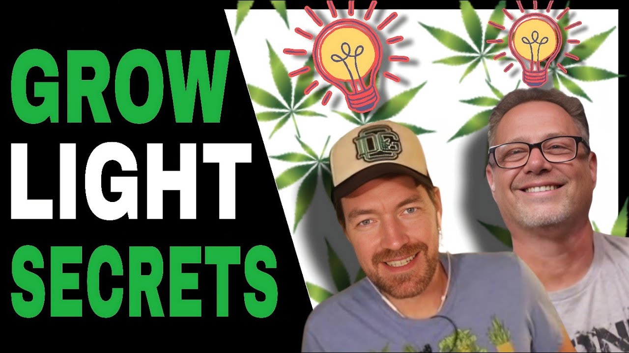 Max Out Your Next Cannabis Harvest With THESE Grow Light Secrets