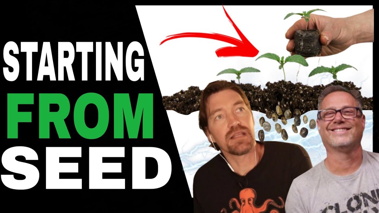 Pro Cannabis Growers Do THIS for Best Results When Growing from Seed