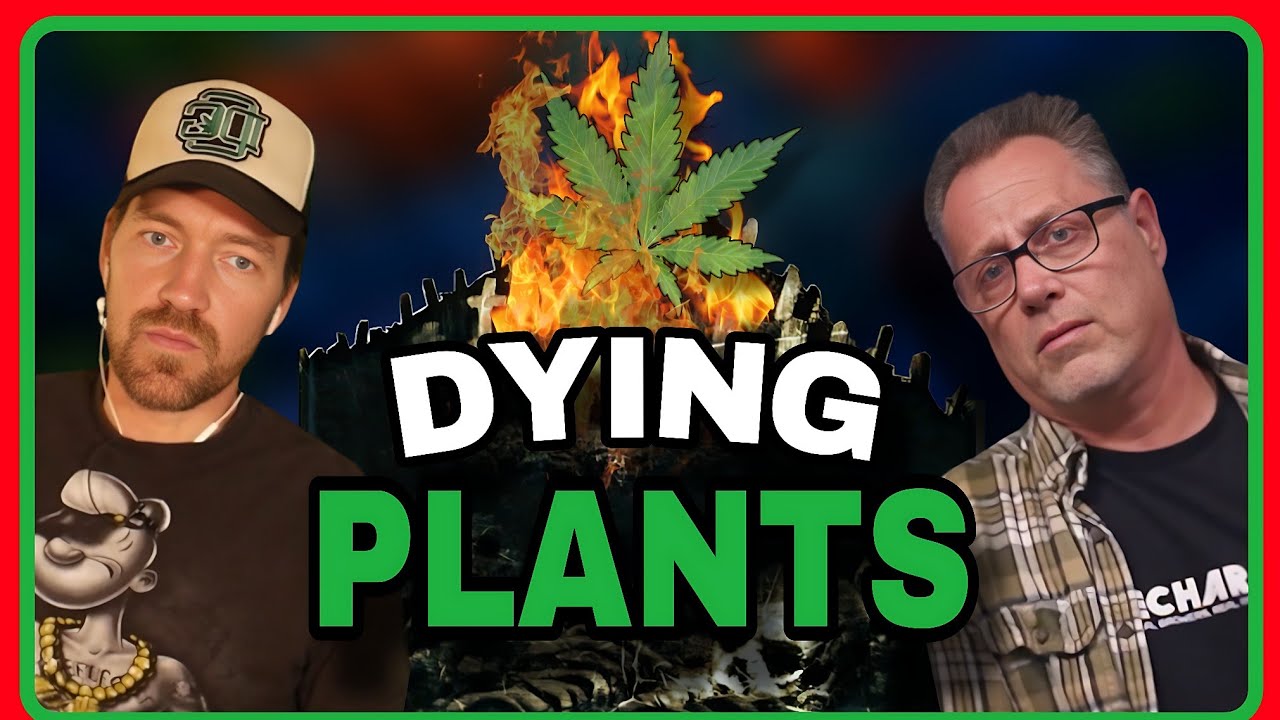 What Pro Cannabis Growers Do to Bring Sick Plants Back to Life