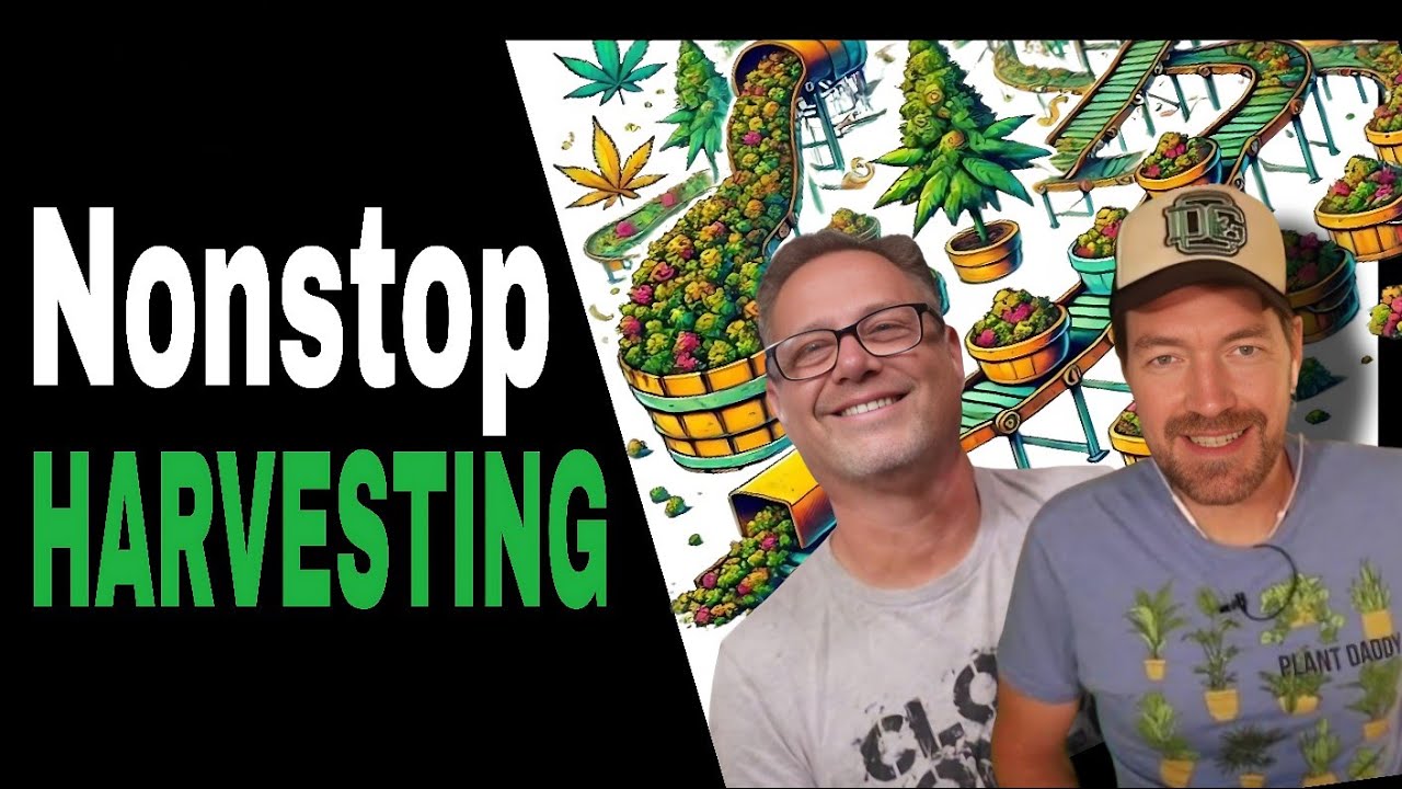 Perpetual Harvest: NEVER Run Out of Cannabis with This Simple Growing Method