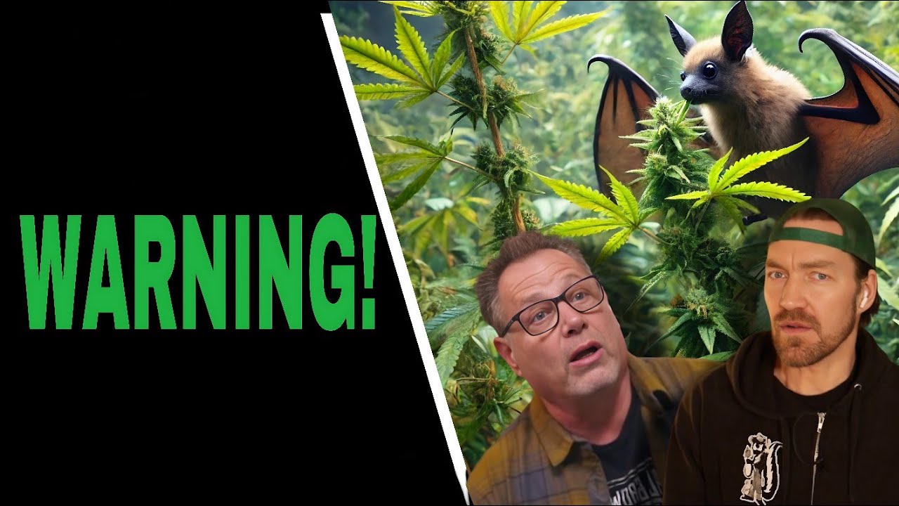 Organic Fertilizers (Bat Guano) Takes Two Cannabis Growers’ Lives in New York