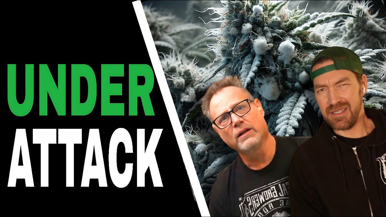 Use THIS IPM Strategy to Keep Your Cannabis Plants Pest Free