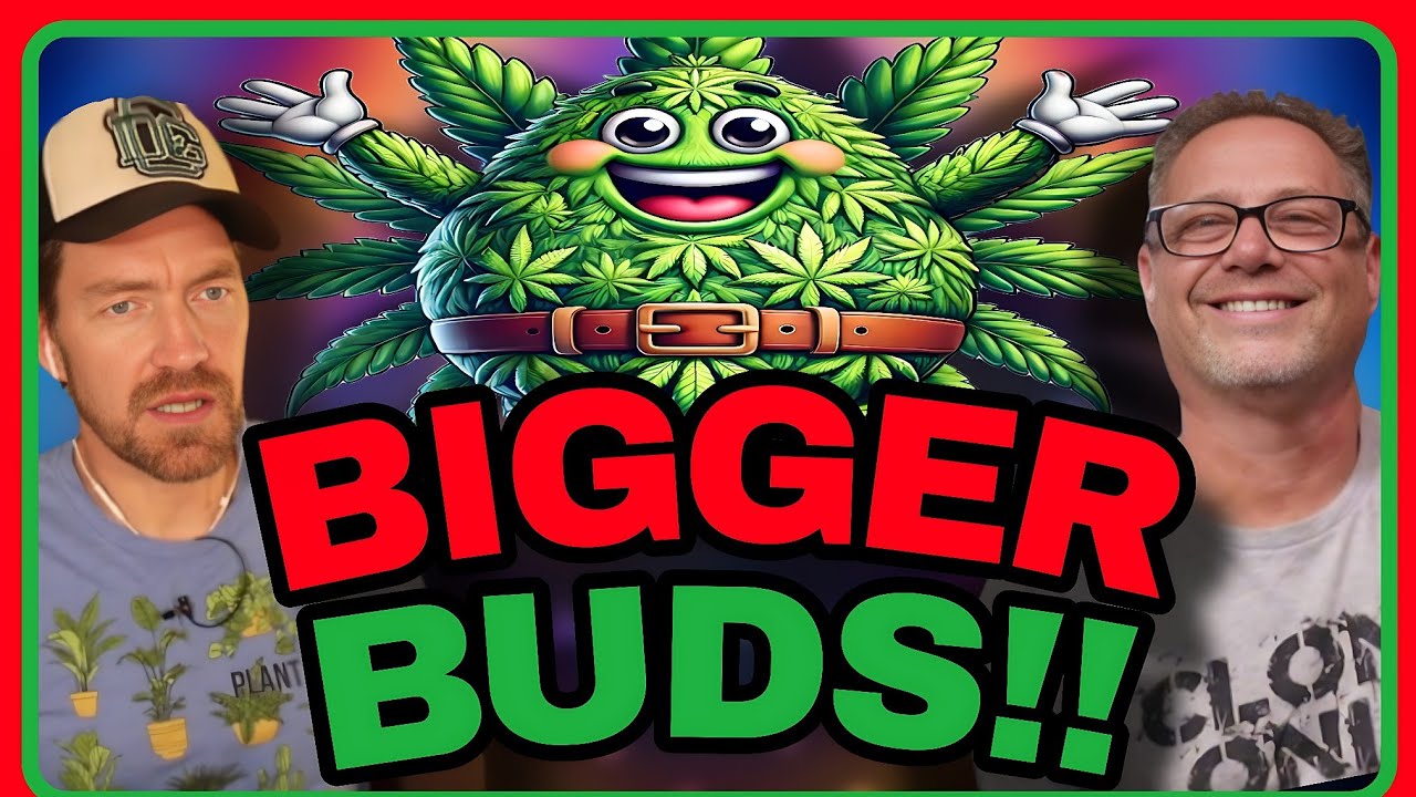 Prune Your Cannabis Plants Like THIS for Bigger, More Potent Harvests