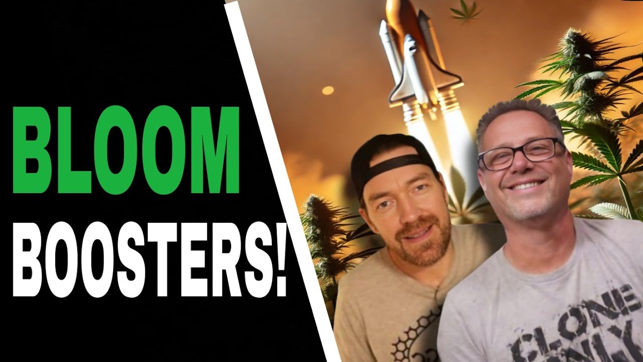 Boost Your Cannabis Bloom Size with THESE Simple Tricks