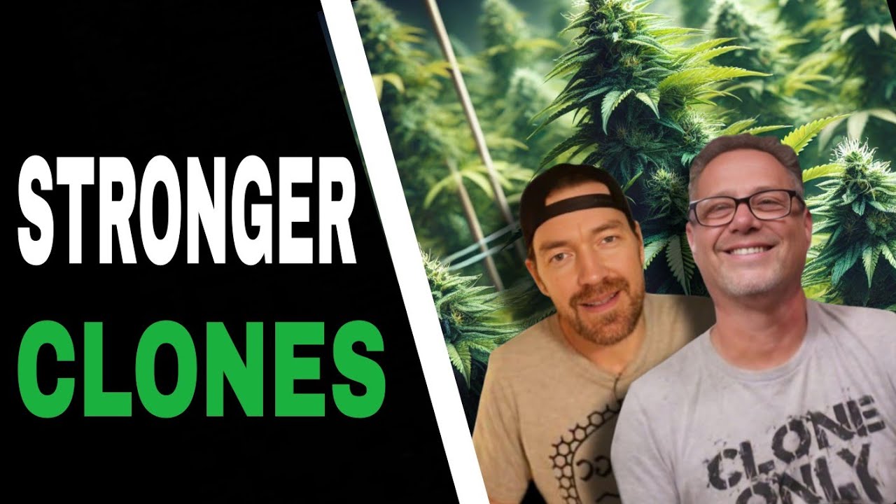 Get Bullet-Proof Cannabis Clones with Three Simple Steps