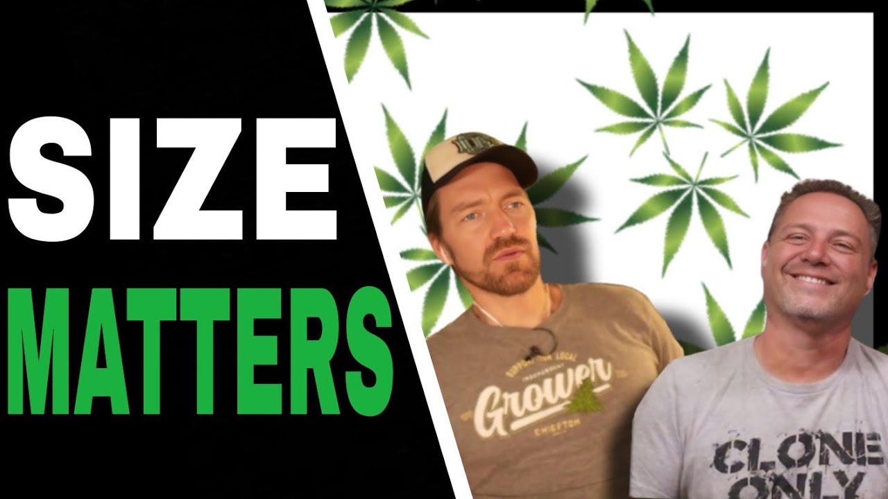 Big vs Small Cannabis Plants: Which One is ACTUALLY Better for YOur Grow?