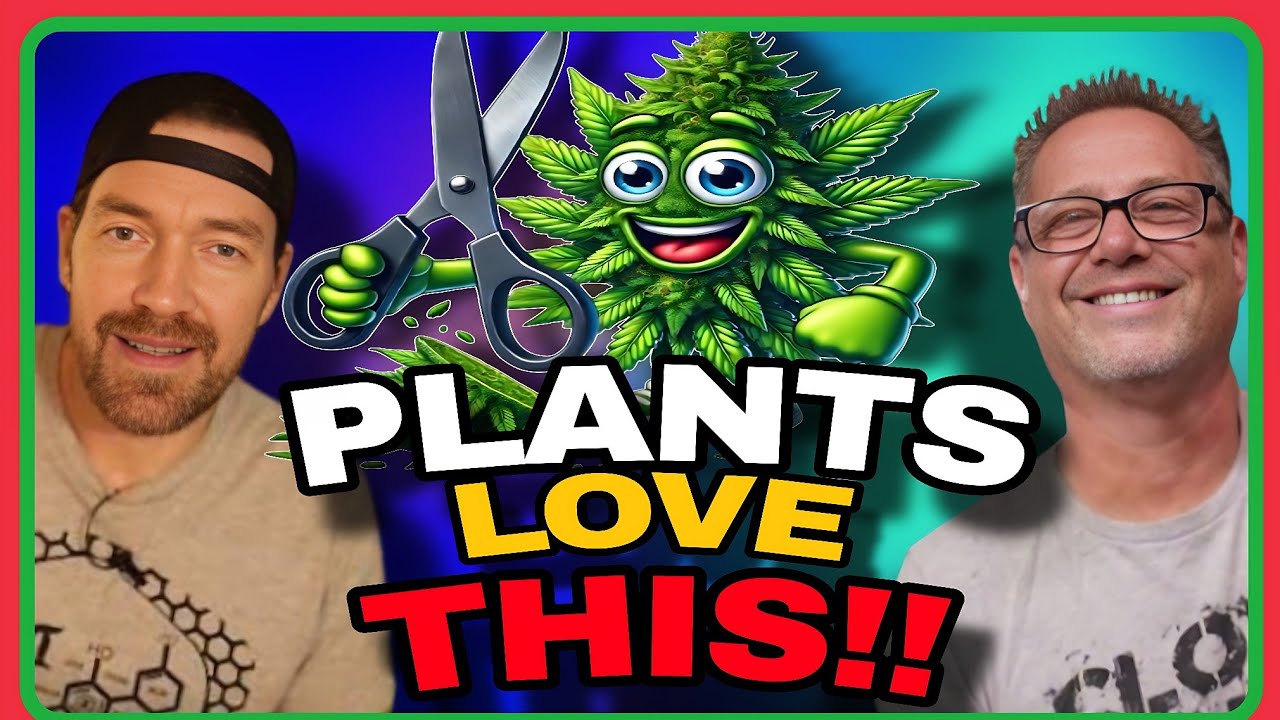 Cannabis Defoliation Was Confusing Until We Learned THESE Simple Tricks