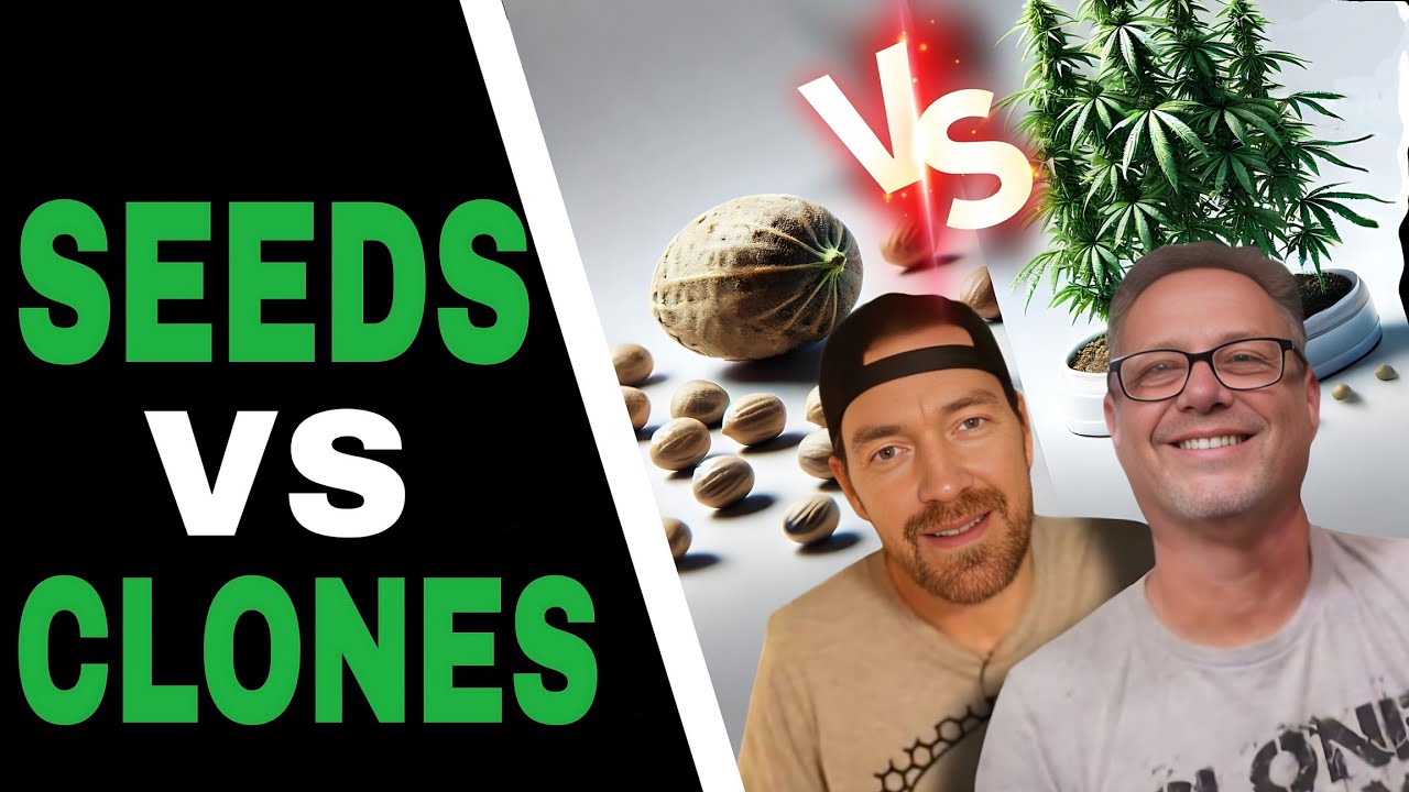 Seeds vs Clones Which One Should You Start With?