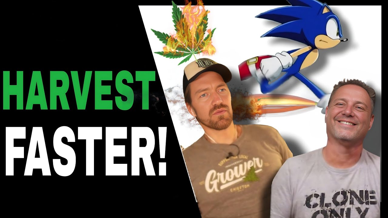 Do This to Speed Up Your Cannabis Grow Without Sacrificing Yields