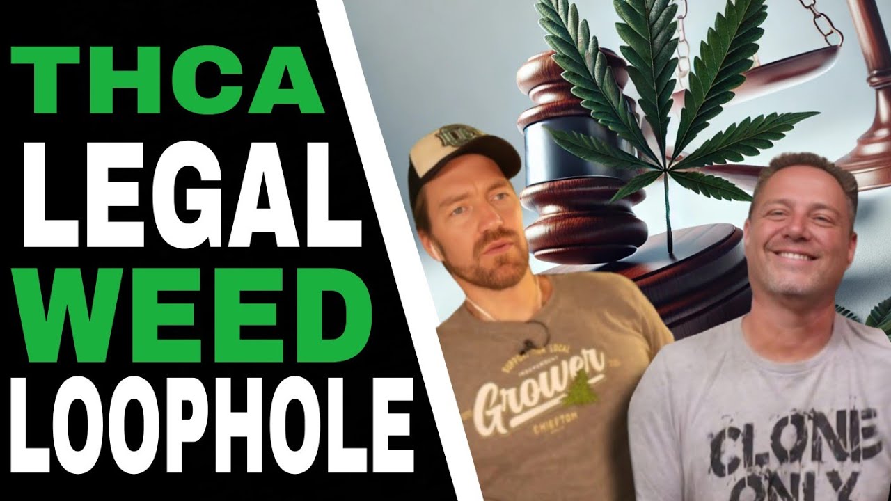 THCA The Cannabis Loophole Everyone’s Using!