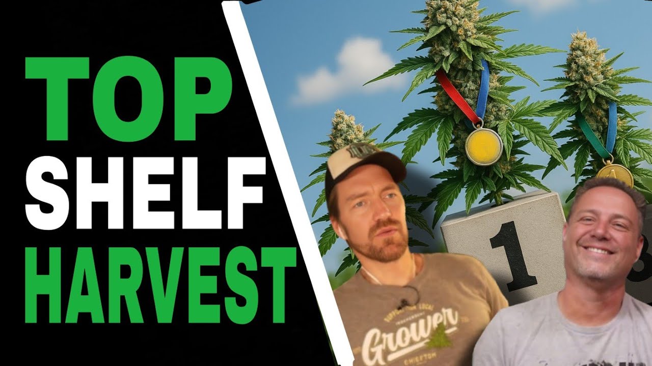 The 3 Most Overlooked Things When Growing Connoisseur Cannabis