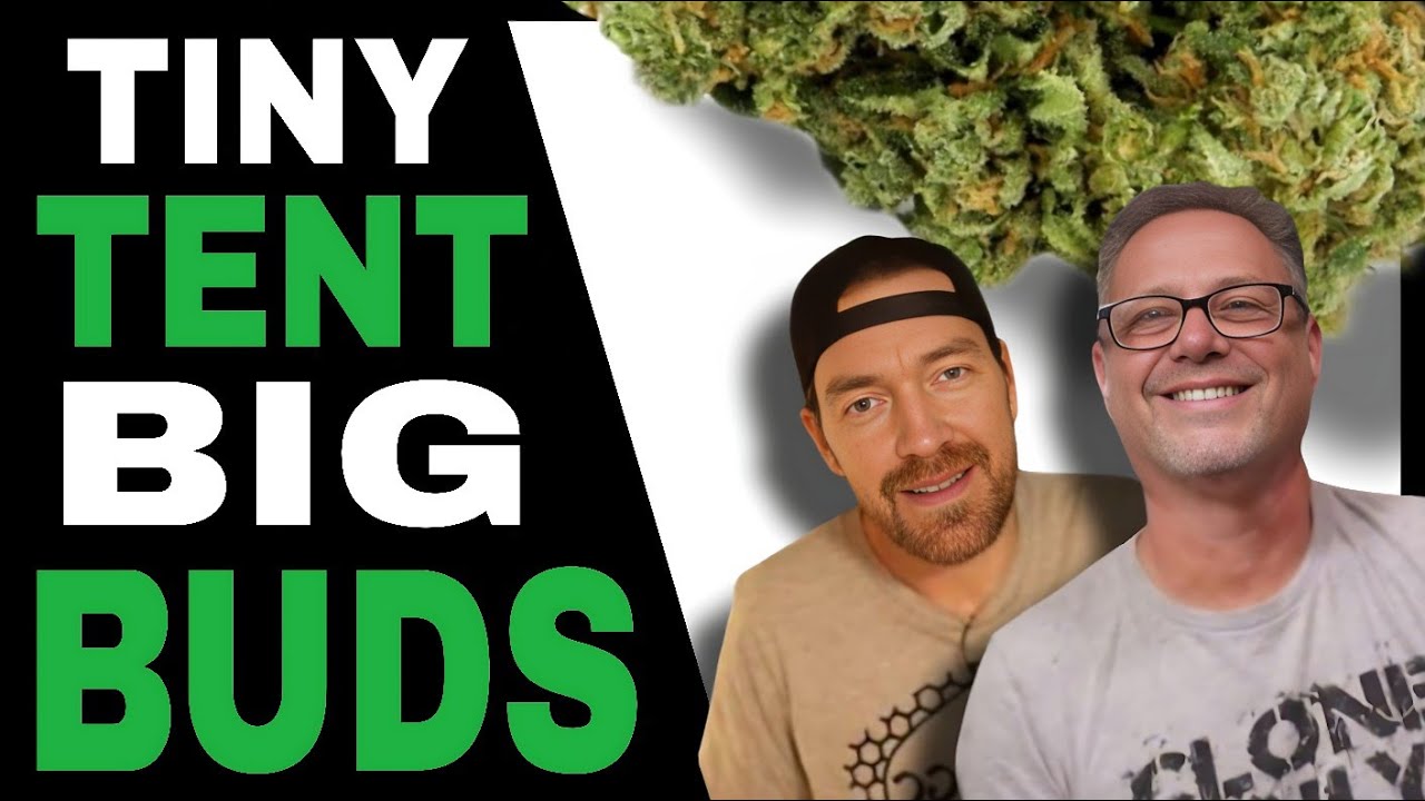 Get The Most Cannabis Out of a 2×2 Grow Tent with These Tips