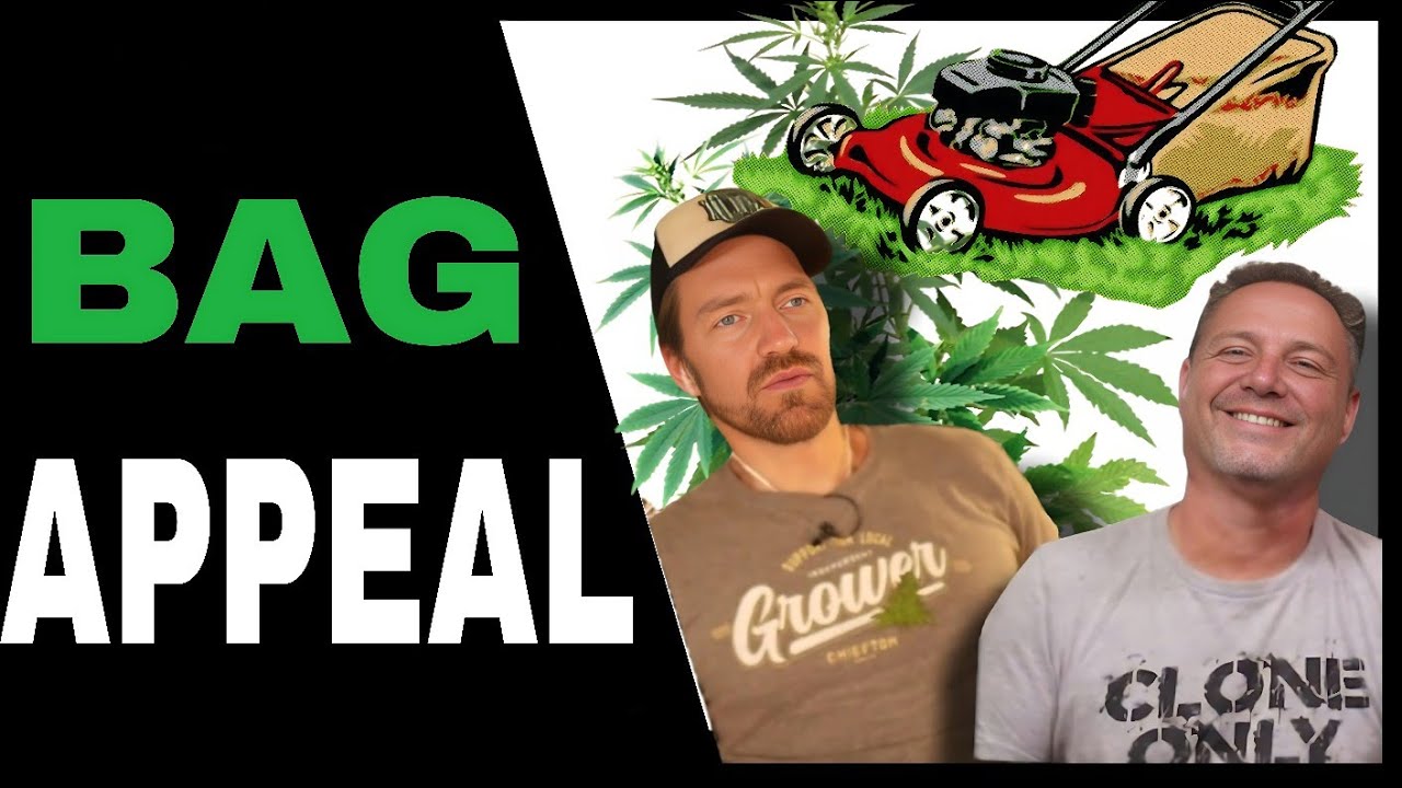 Trim Your Cannabis Like THIS for Picture Perfect Buds Every Time