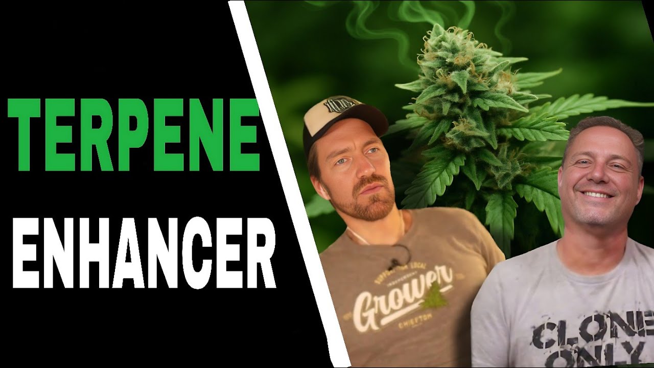 Cannabis in Peat vs Coco: Which Gives You the BEST Terpenes?