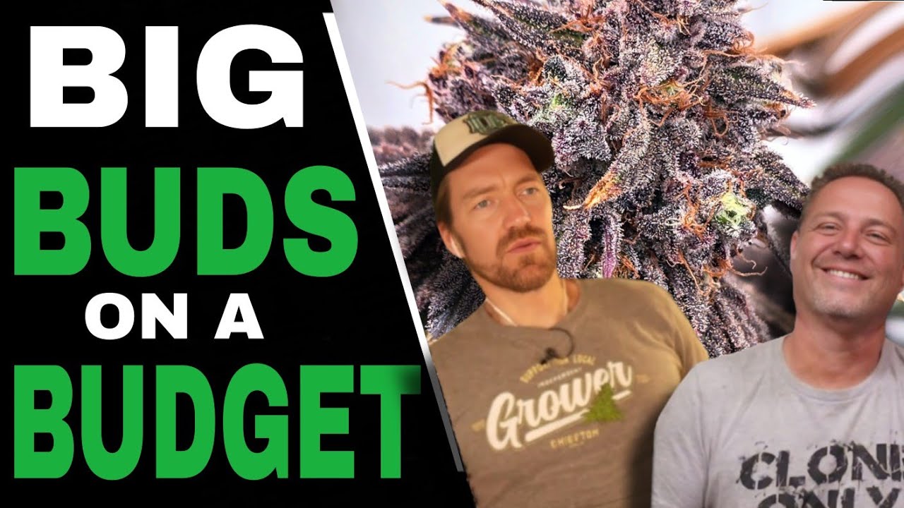 Do THIS to Grow Dank Cannabis Without Spending a Fortune