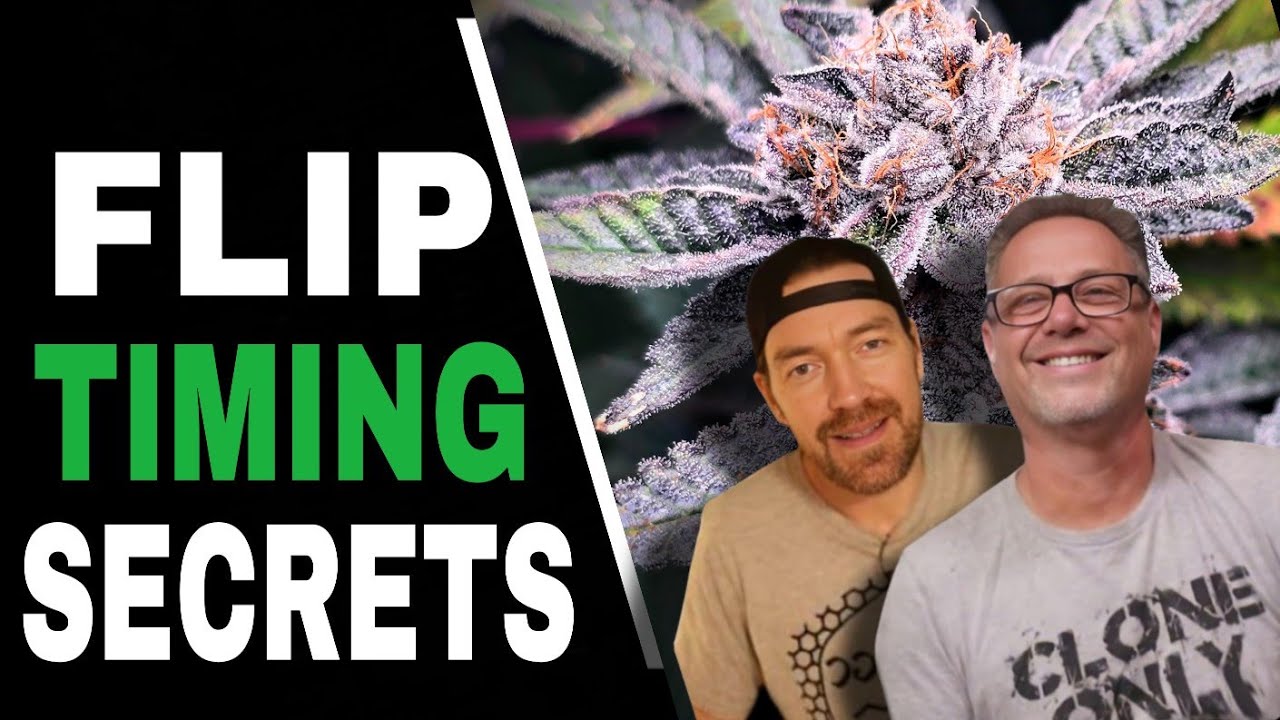 When Should You Flip to Flower? Use THESE 3 Simple Rules