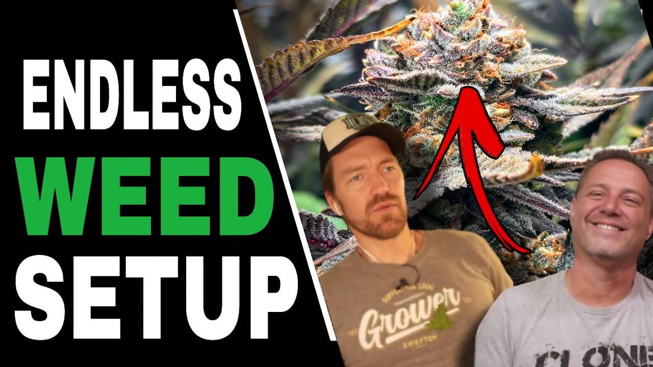 Smart Cannabis Growers Harvest Every Month by Doing These 3 Things