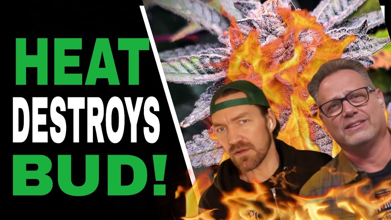 THESE 3 Tricks Save Your Grow From Summer Heat