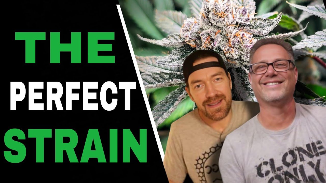 Do THIS to Pick the Perfect Cannabis Strain for Your Grow