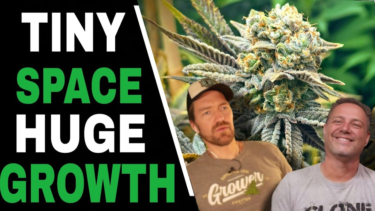 Don’t Transplant Until You Try THIS Solo Cup Setup