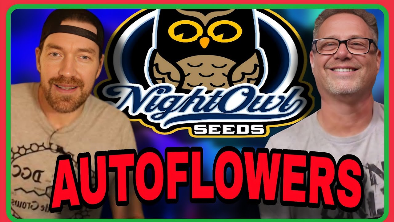 These New AutoFlower Strains Are Changing Cannabis Growing w/ Daz from Night Owl Genetics