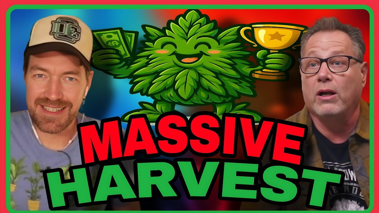 Outdoor Cannabis Growers Know These Facts About Getting Maximum Yields