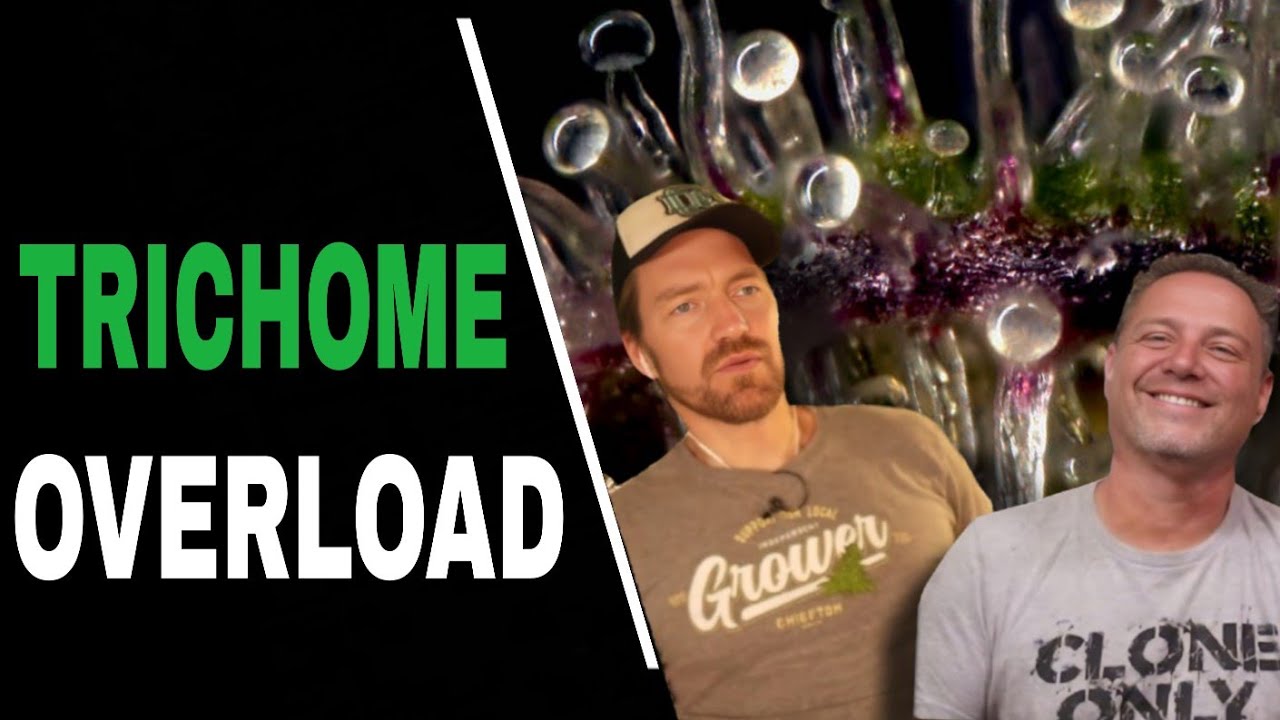 Pro Growers Do THIS With Their LED Lights for Maximum Trichomes