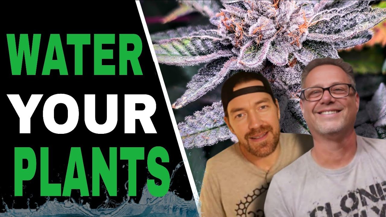 3 Simple Ways to Water Your Cannabis Plants for Explosive Root Growth