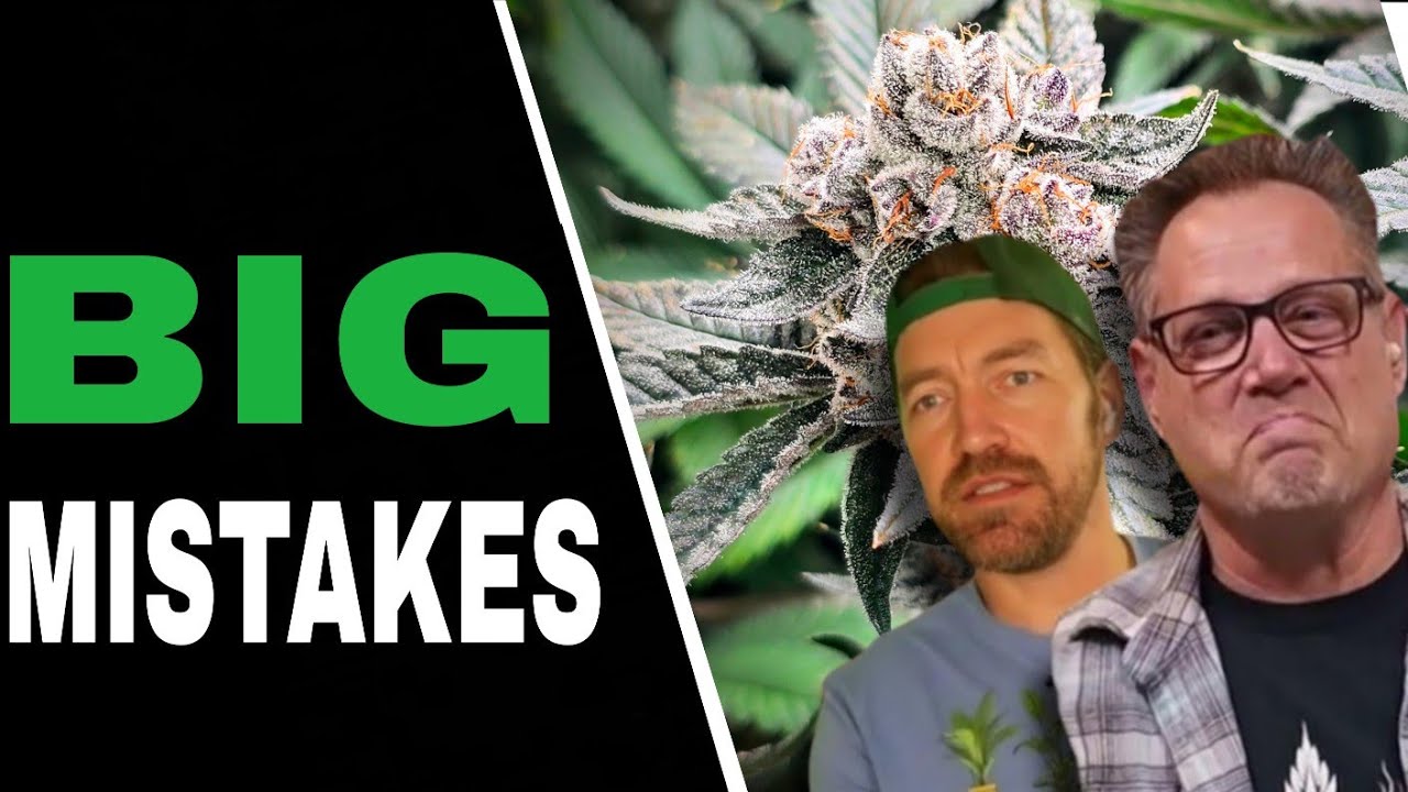 Don’t Make These 3 Beginner Mistakes In Your Cannabis Grow