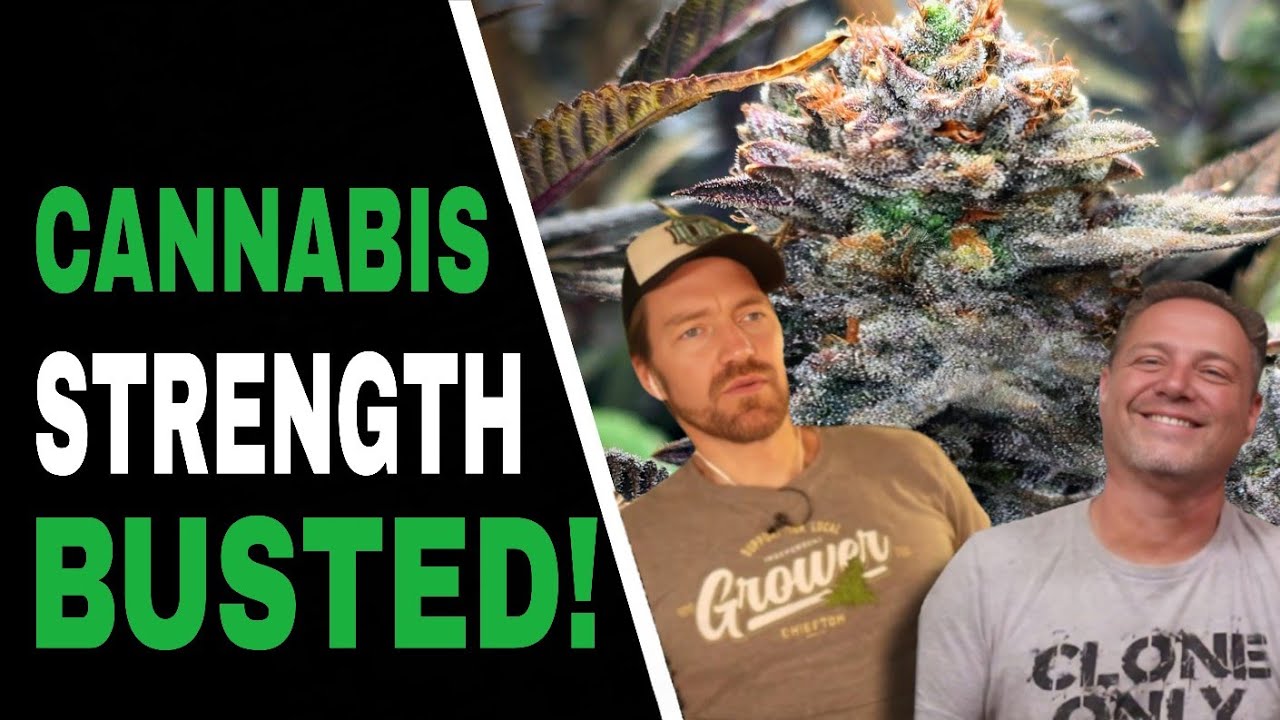 This Is Why Weed Feels So Much Stronger Today