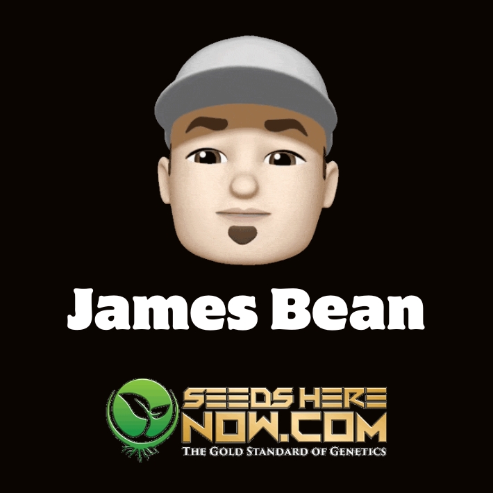 How to Grow Cannabis for Beginners: Complete Guide to Your First Harvest (2025)