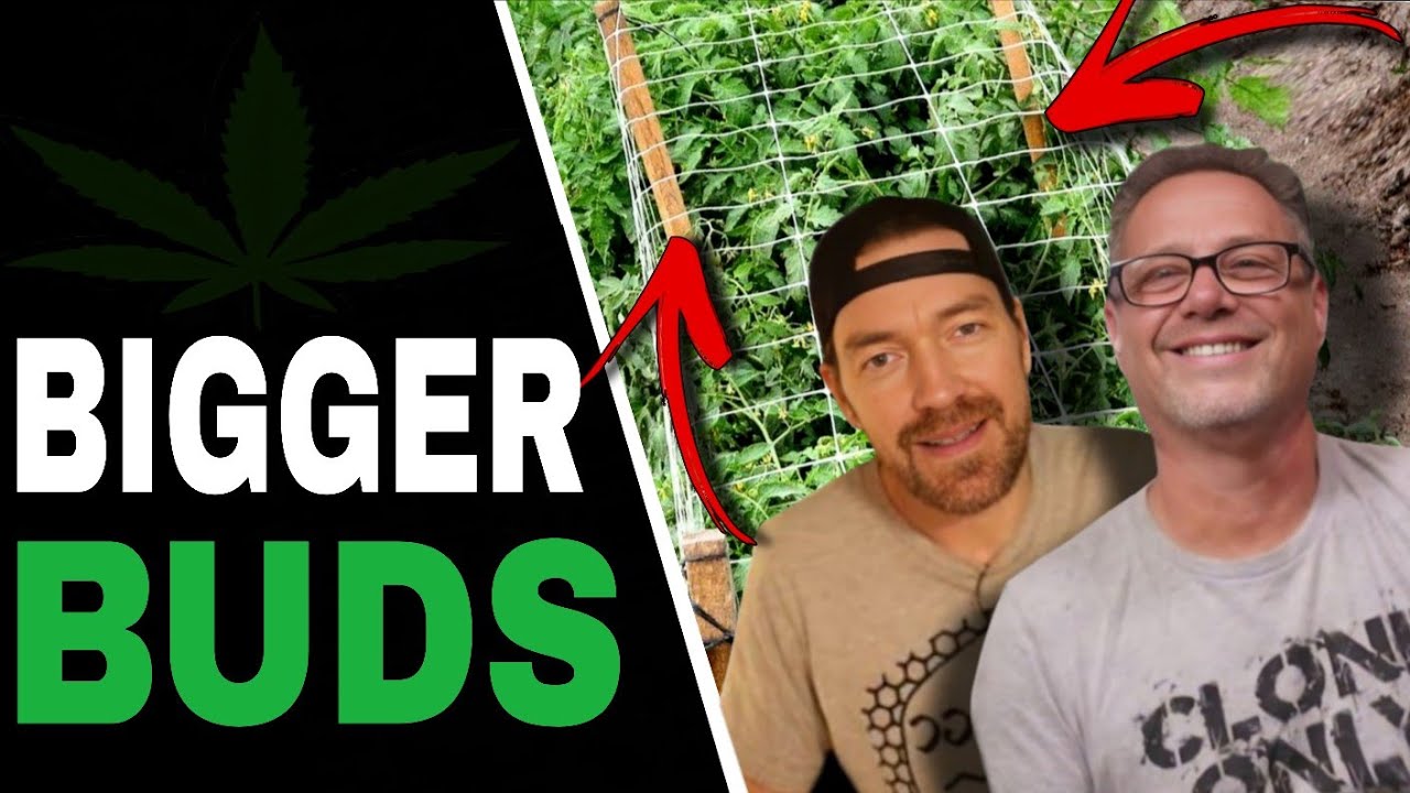SCROG vs STAKING: Which One Gets You Bigger Cannabis Yields?
