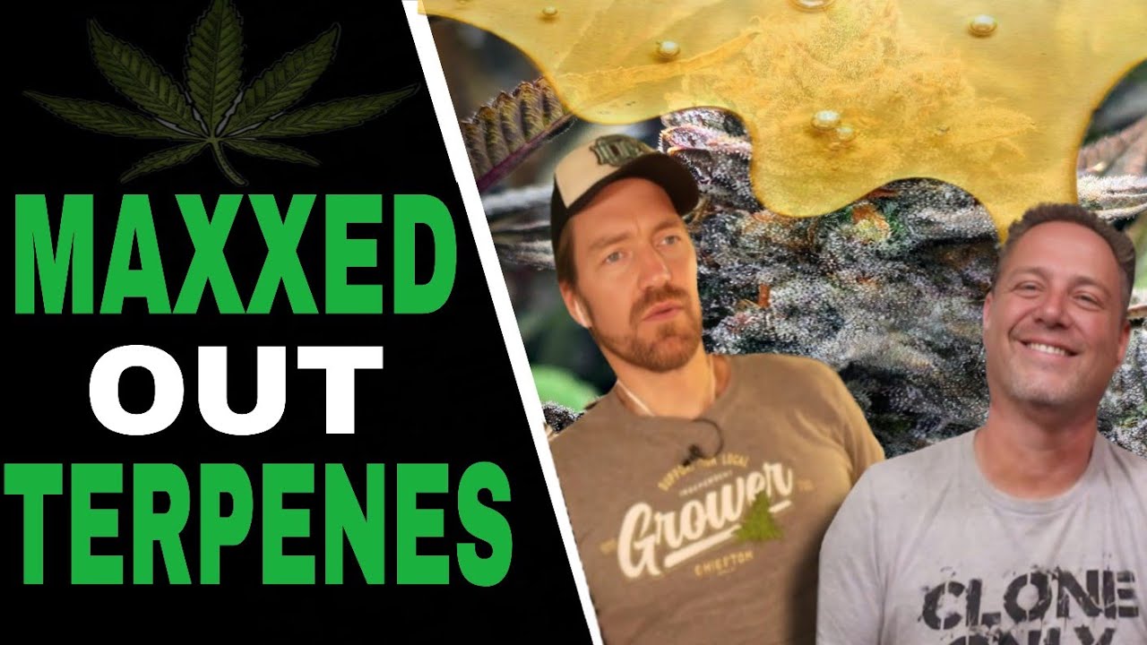 Cannabis Grower’s Secret Technique for More Terpenes, Flavor, and Potency