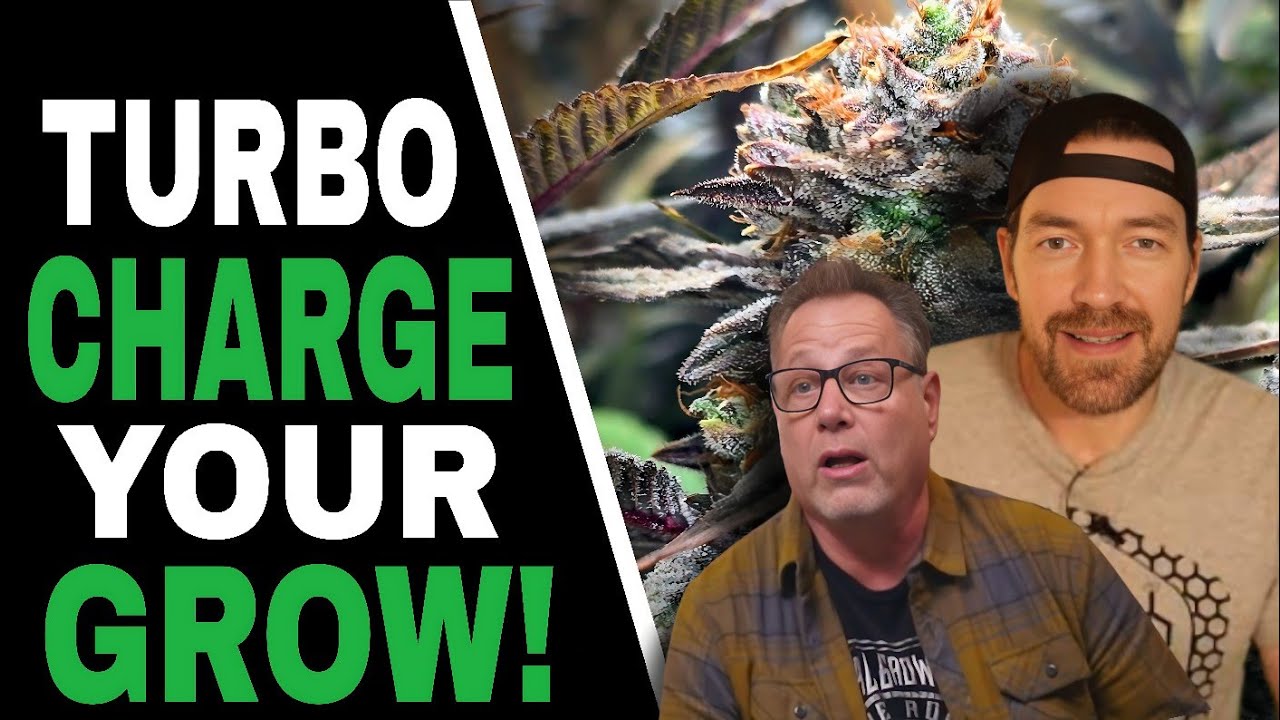 3 Tricks Cannabis Growers Use to Get to Harvest Sooner