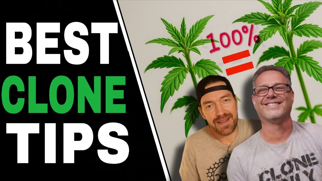 Little-Known Cannabis Cloning Tricks Only Top Growers Know