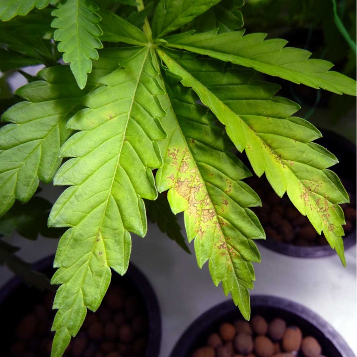 The Truth About Cal-Mag Deficiency in Coco Coir – and the Simple Way to Fix It