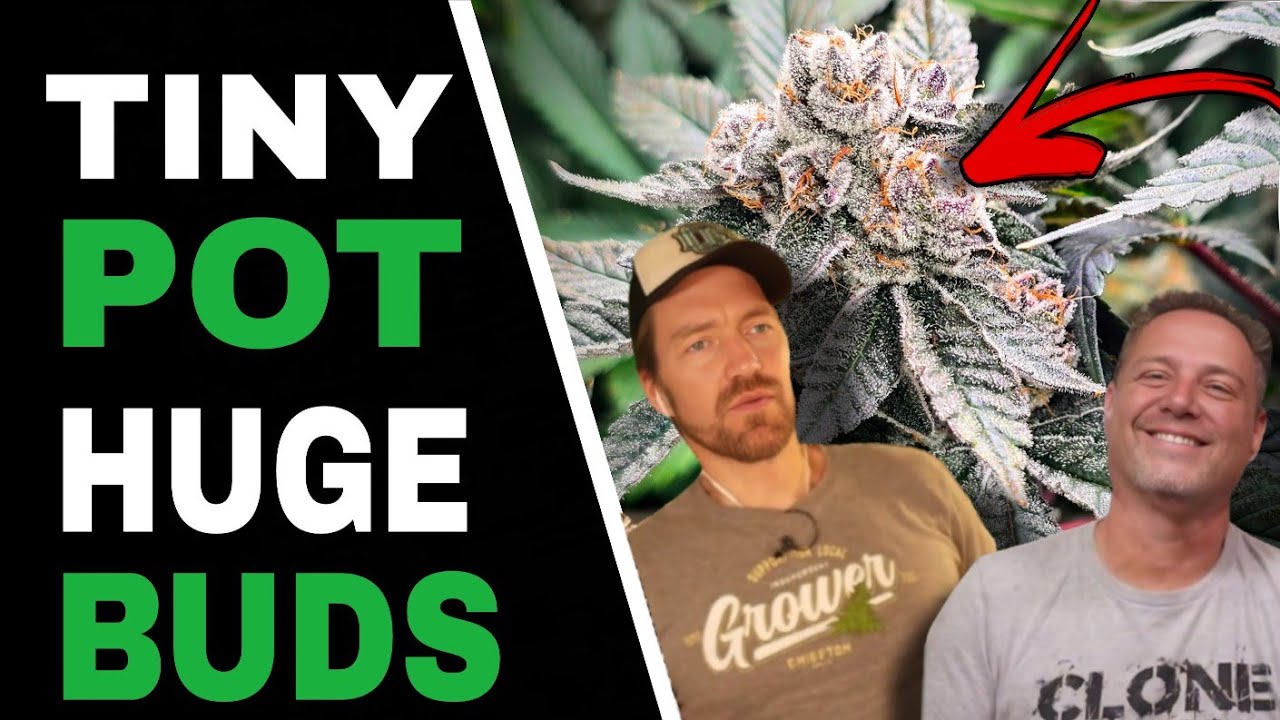 Use THESE Tricks to Grow Huge Buds in Small Pots