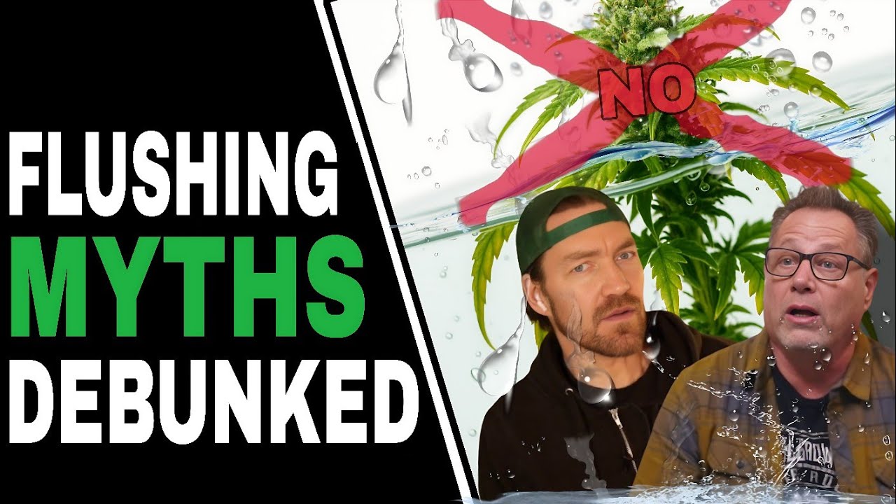Stop Flushing Your Cannabis & Do THIS for a Better Harvest