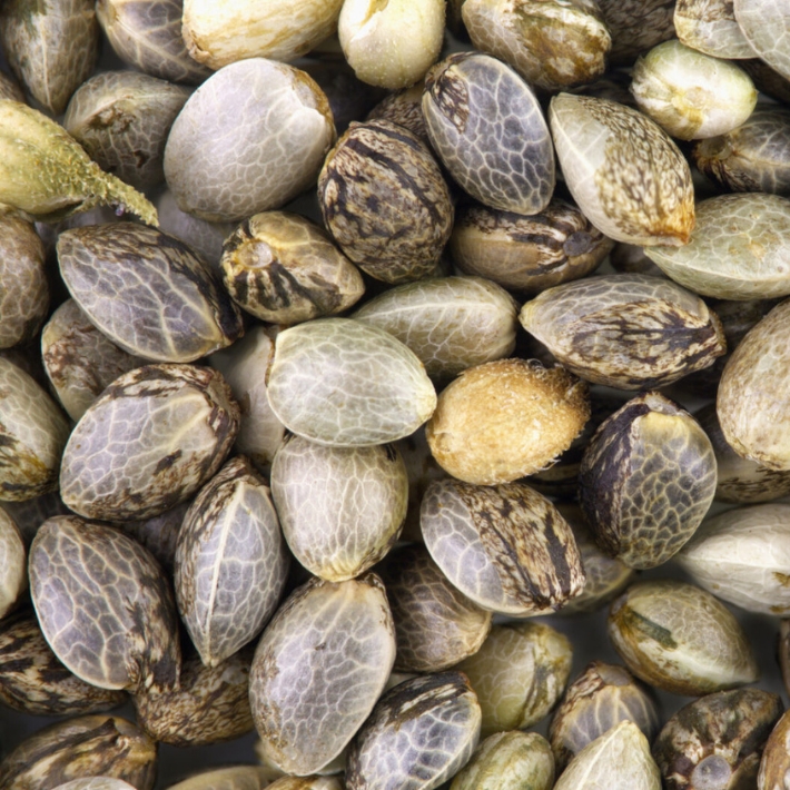 The Best Time To Buy Cannabis Seeds (Hint: It’s Right Now) — Your Off-Season Grower’s Guide