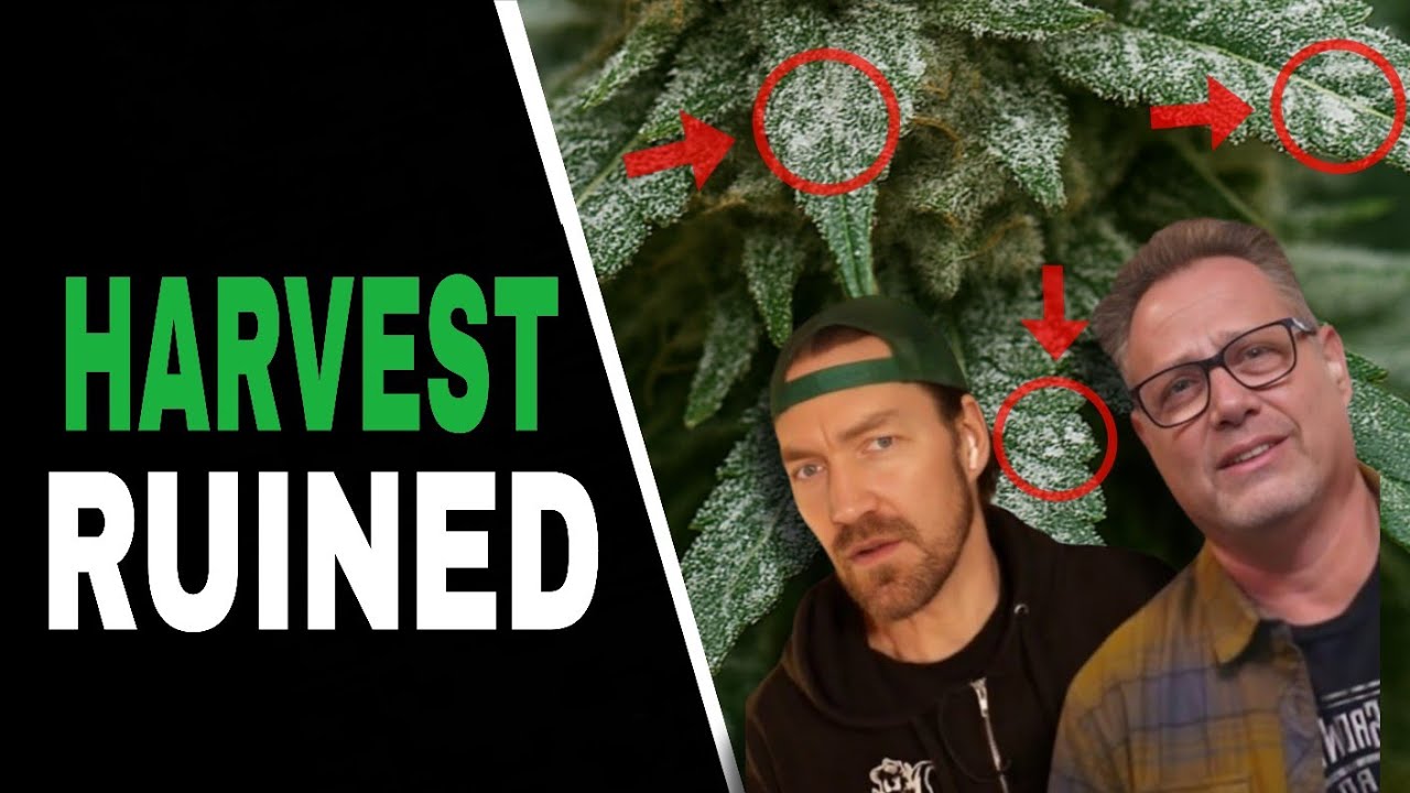 3 Hidden Dangers Lurking in Late Bloom (And How to Stop Them)