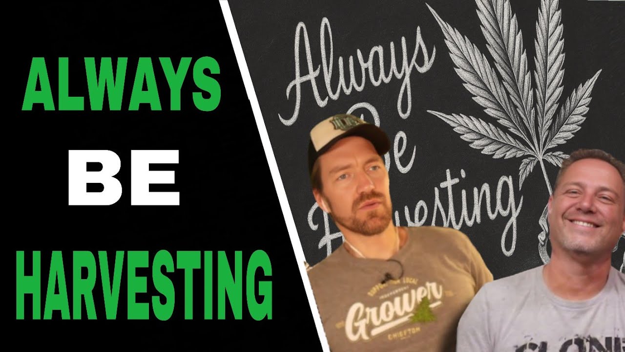 Don’t Wait Months Between Harvests – Do THIS Instead