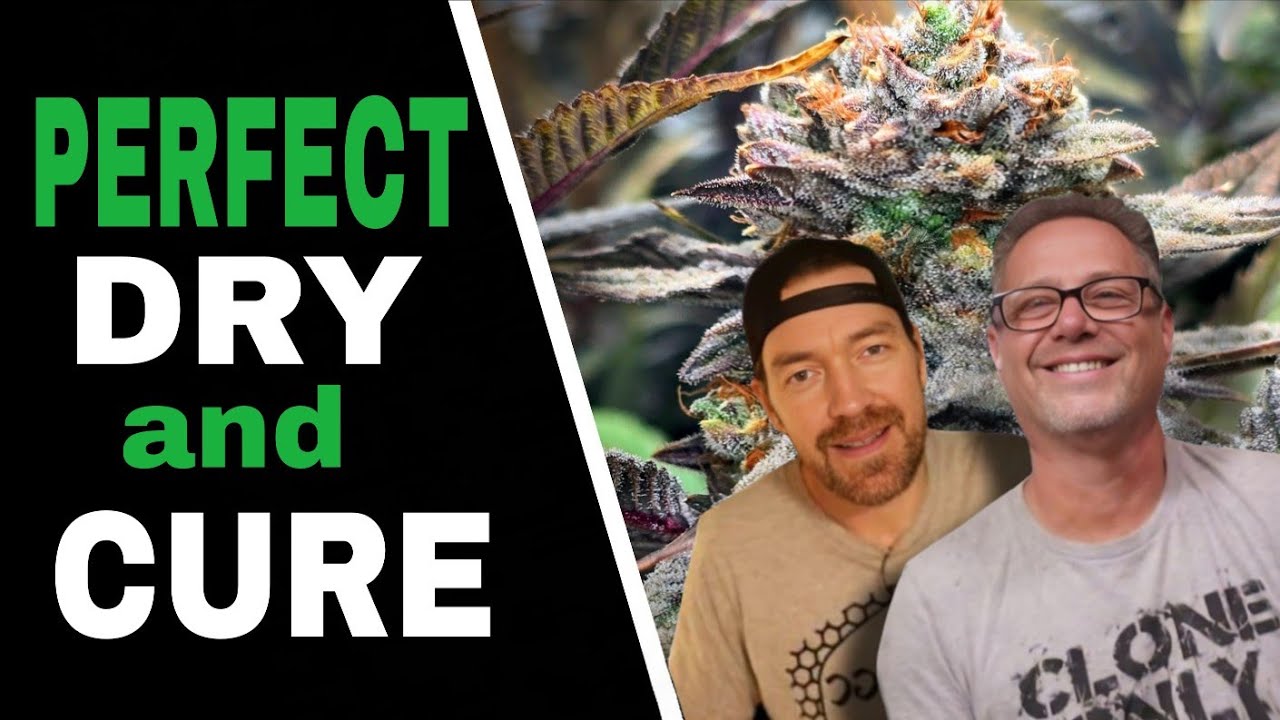 Use THESE Tricks to Cure Perfect Bud Every Time